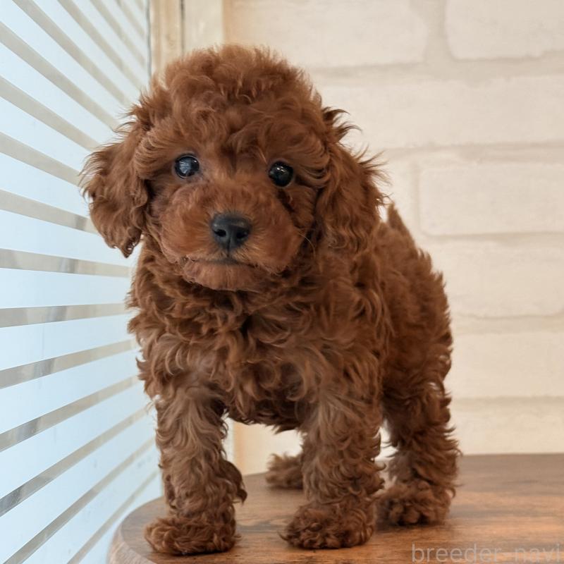 販売中の大阪府のトイプードル-445442の3枚目