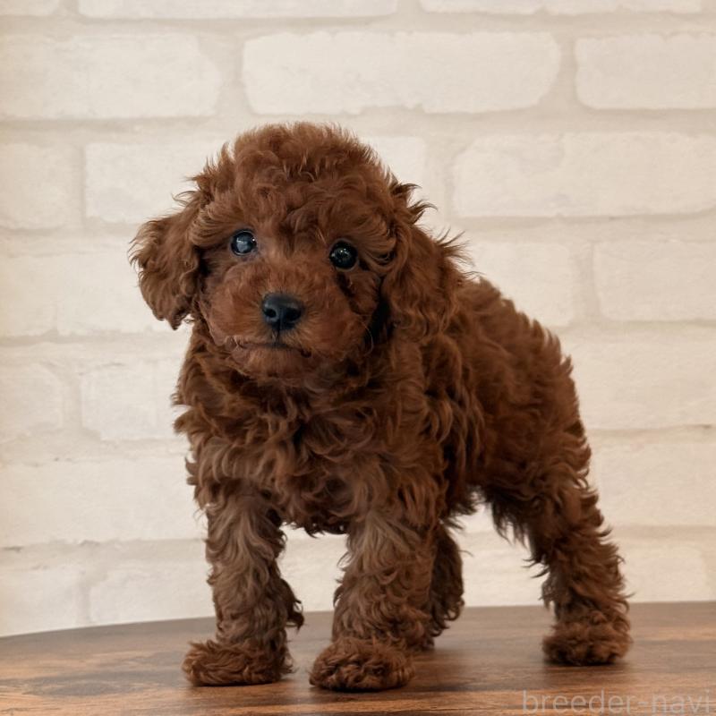 販売中の大阪府のトイプードル-445442の2枚目