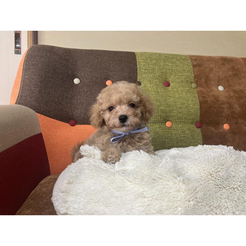 販売中の福岡県のマルプー:マルチーズ×トイプードル-445441の13枚目