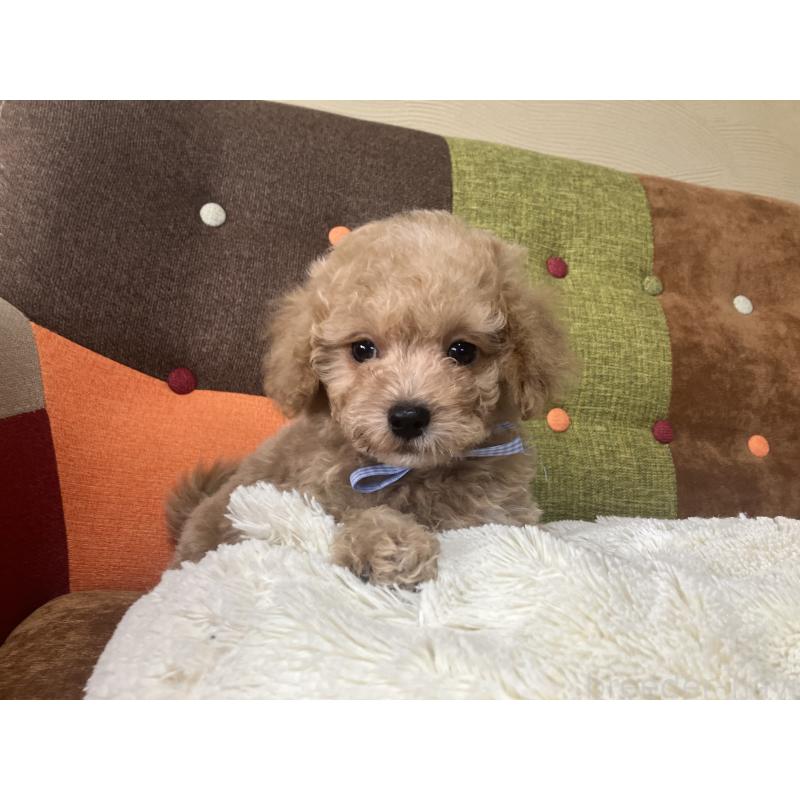 販売中の福岡県のマルプー:マルチーズ×トイプードル-445441の12枚目