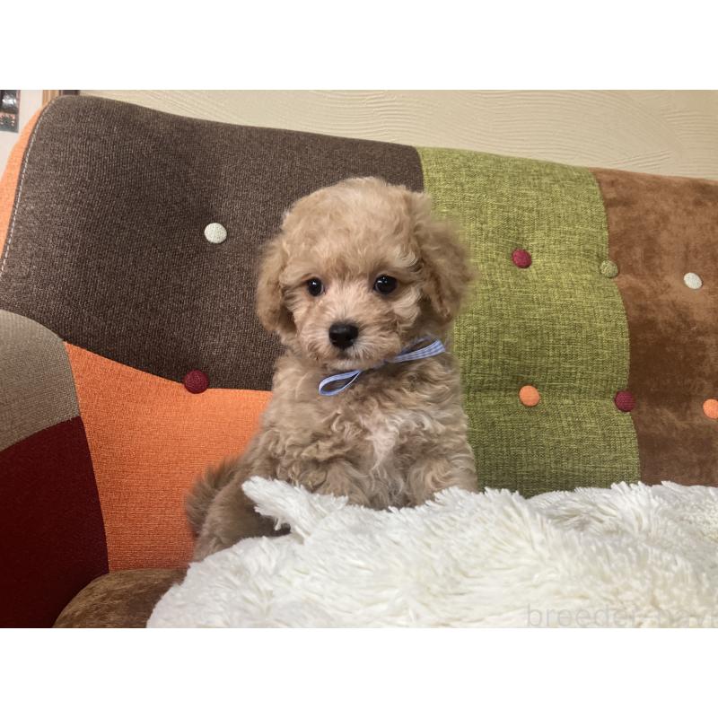 販売中の福岡県のマルプー:マルチーズ×トイプードル-445441の11枚目