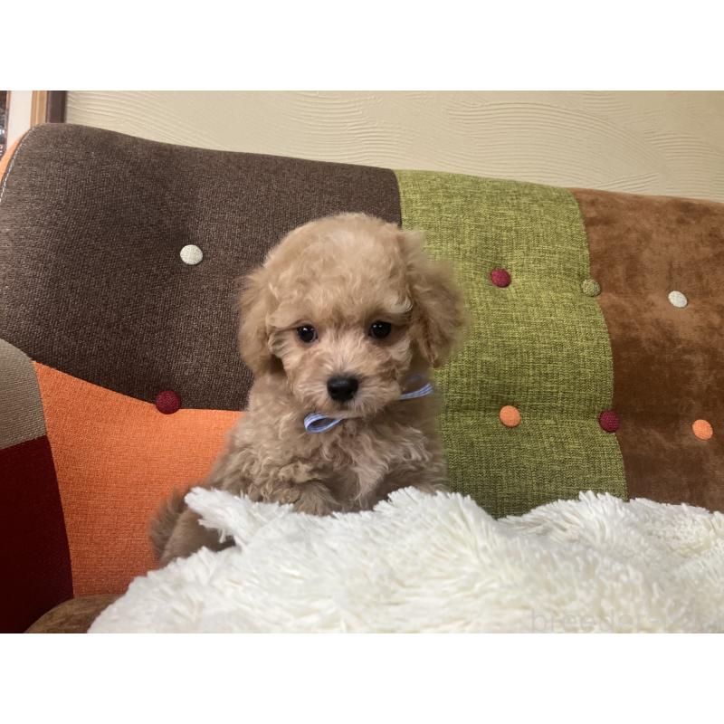 販売中の福岡県のマルプー:マルチーズ×トイプードル-445441の10枚目