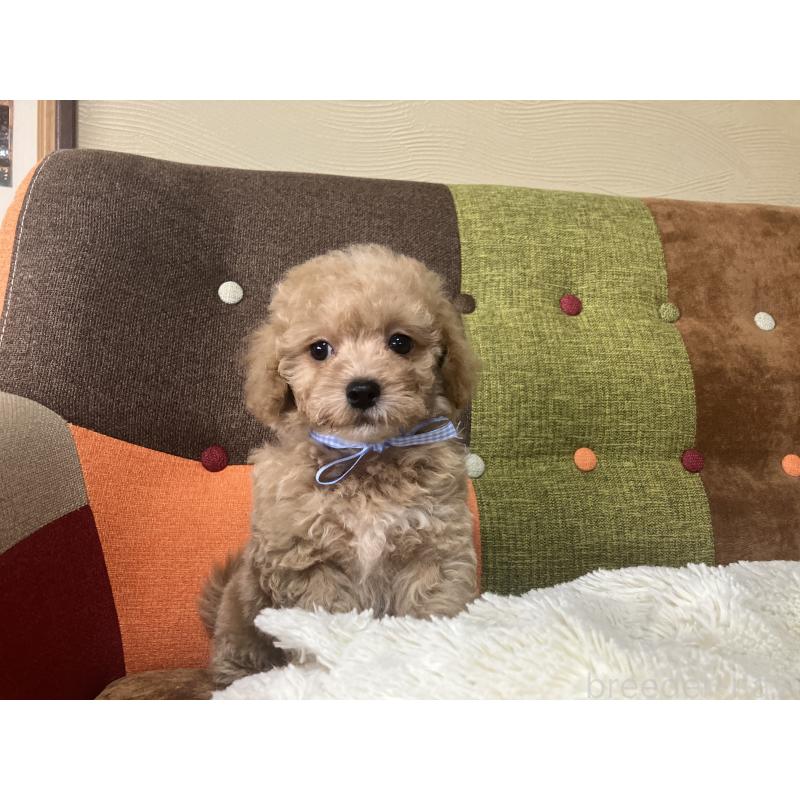 販売中の福岡県のマルプー:マルチーズ×トイプードル-445441の9枚目