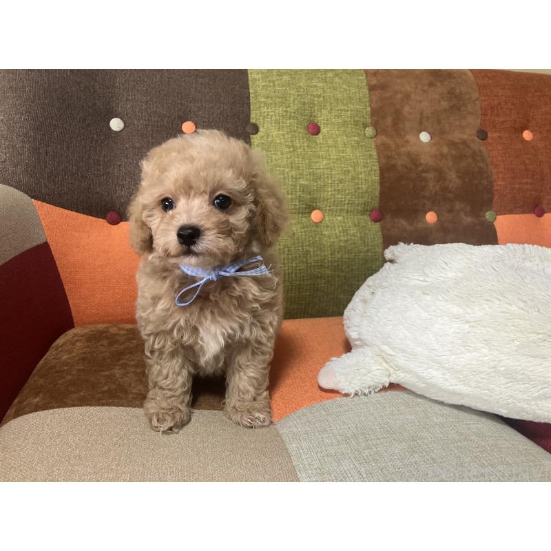 販売中の福岡県のマルプー:マルチーズ×トイプードル-445441の8枚目