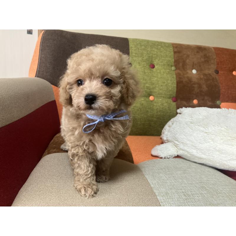 販売中の福岡県のマルプー:マルチーズ×トイプードル-445441の7枚目