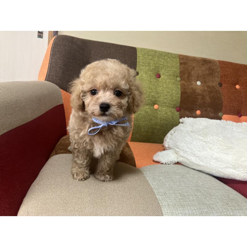 販売中の福岡県のマルプー:マルチーズ×トイプードル-445441の5枚目