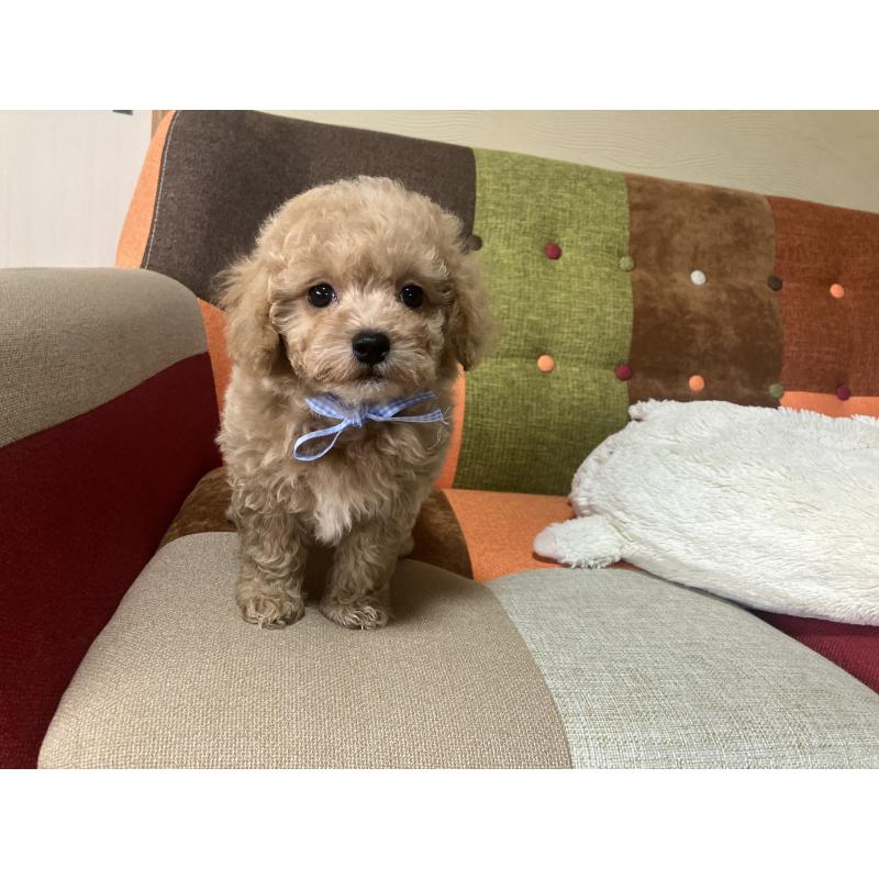 販売中の福岡県のマルプー:マルチーズ×トイプードル-445441の4枚目