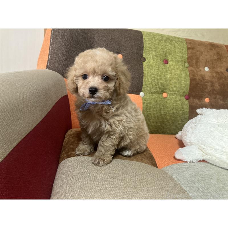 販売中の福岡県のマルプー:マルチーズ×トイプードル-445441の3枚目