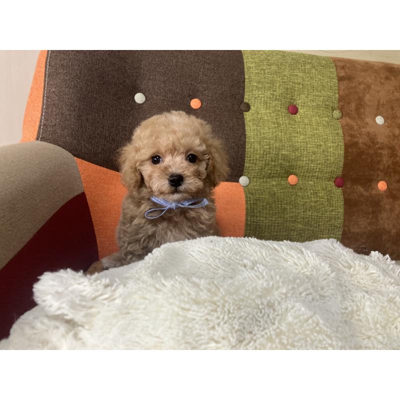 販売中の福岡県のマルプー:マルチーズ×トイプードル-445441の2枚目