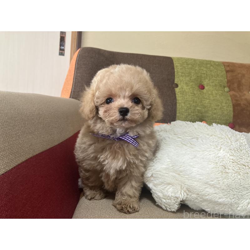 販売中の福岡県のマルプー:マルチーズ×トイプードル-445443の10枚目