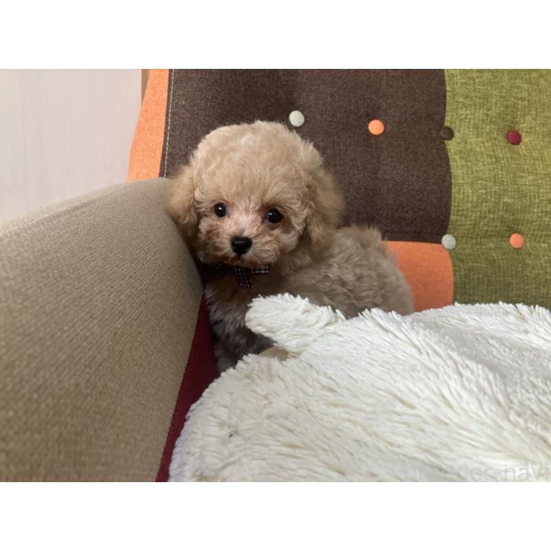 販売中の福岡県のマルプー:マルチーズ×トイプードル-445443の9枚目