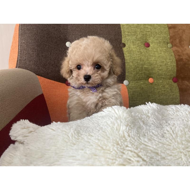 販売中の福岡県のマルプー:マルチーズ×トイプードル-445443の8枚目