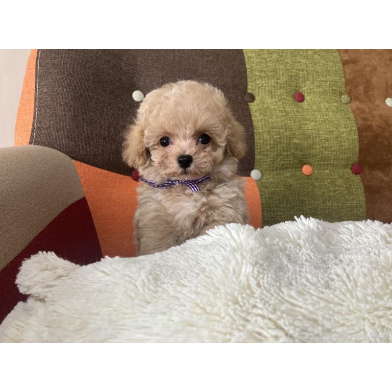 販売中の福岡県のマルプー:マルチーズ×トイプードル-445443の7枚目