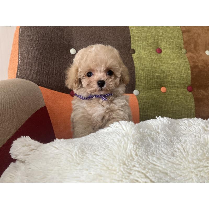 販売中の福岡県のマルプー:マルチーズ×トイプードル-445443の6枚目