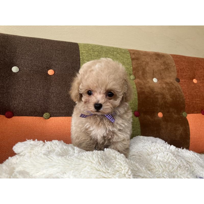 販売中の福岡県のマルプー:マルチーズ×トイプードル-445443の5枚目