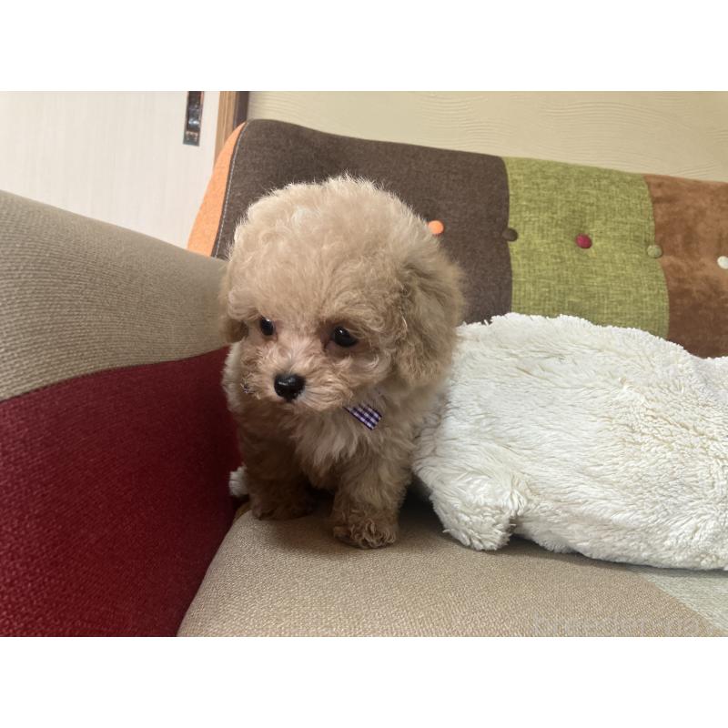 販売中の福岡県のマルプー:マルチーズ×トイプードル-445443の4枚目