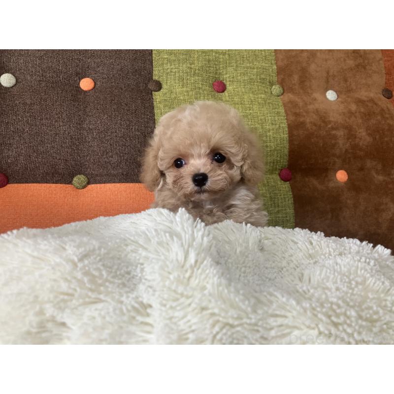 販売中の福岡県のマルプー:マルチーズ×トイプードル-445443の2枚目