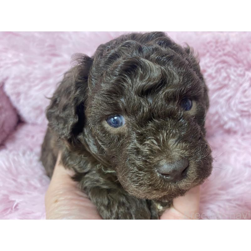 販売中の長野県のトイプードル-443423