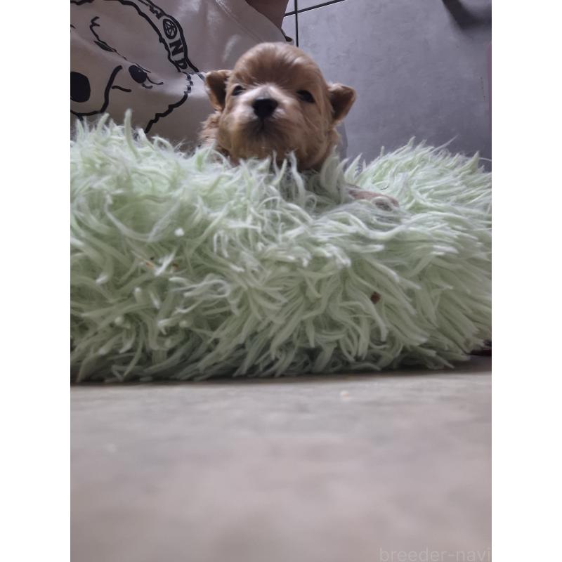 販売中の群馬県のマルプー:マルチーズ×トイプードル-445445の5枚目