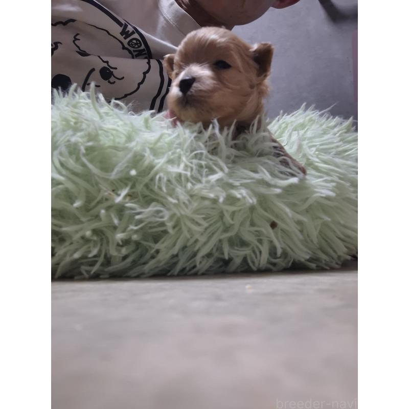 販売中の群馬県のマルプー:マルチーズ×トイプードル-445445の4枚目