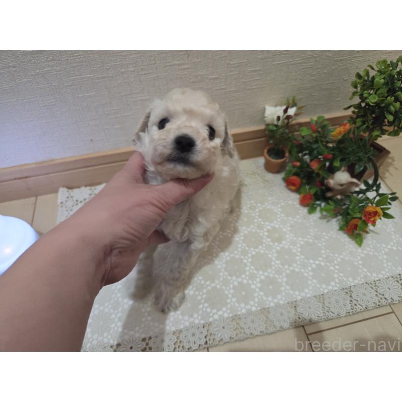 販売中の広島県のトイプードル-445446の1枚目