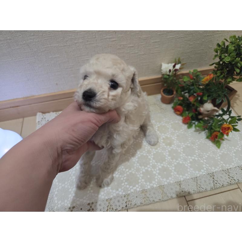 販売中の広島県のトイプードル-445446の9枚目