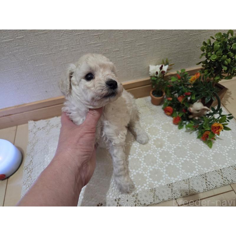 販売中の広島県のトイプードル-445446の8枚目