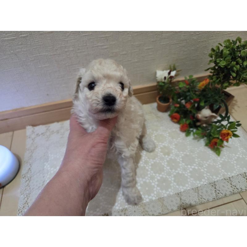 販売中の広島県のトイプードル-445446の7枚目