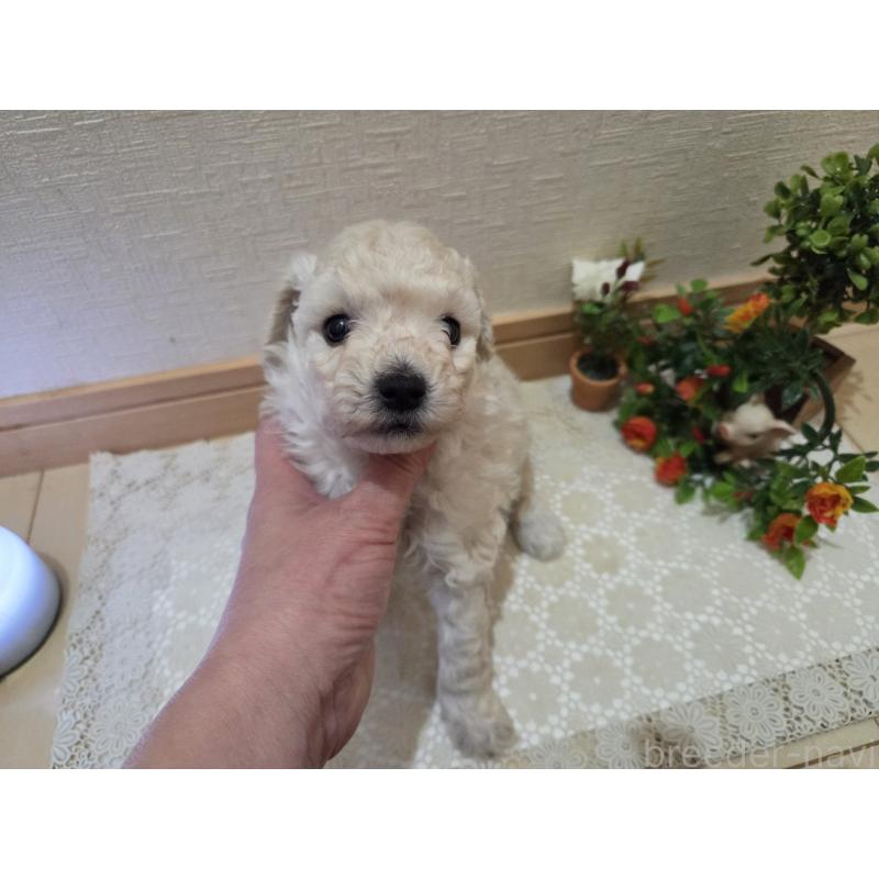 販売中の広島県のトイプードル-445446の6枚目