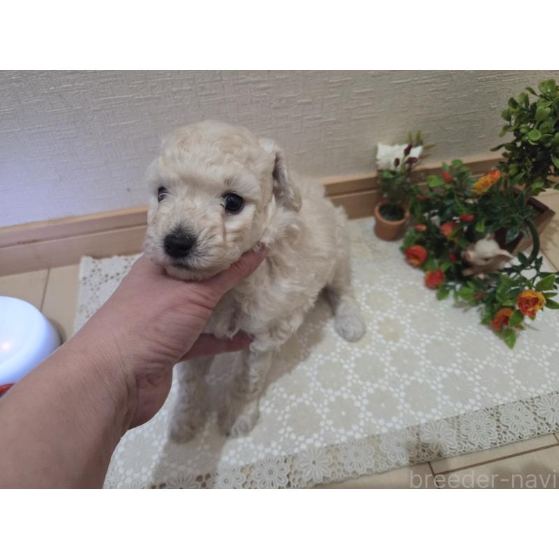 販売中の広島県のトイプードル-445446の5枚目