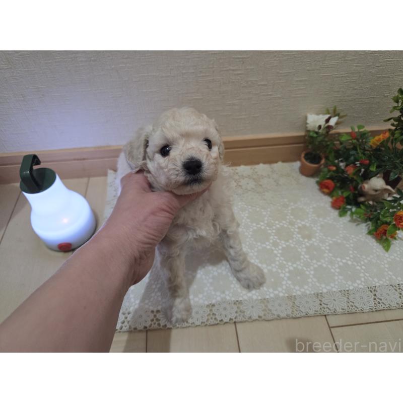 販売中の広島県のトイプードル-445446の4枚目