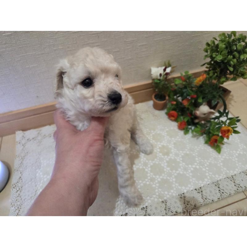 販売中の広島県のトイプードル-445446の2枚目