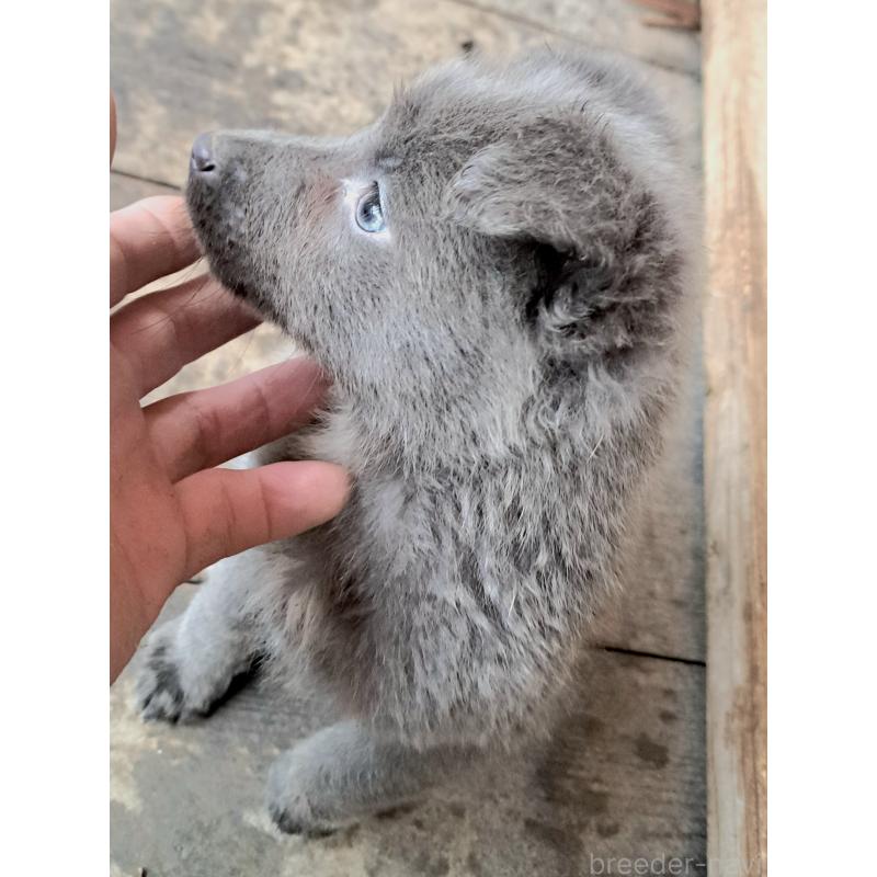 販売中の千葉県のミックス犬-445448の1枚目