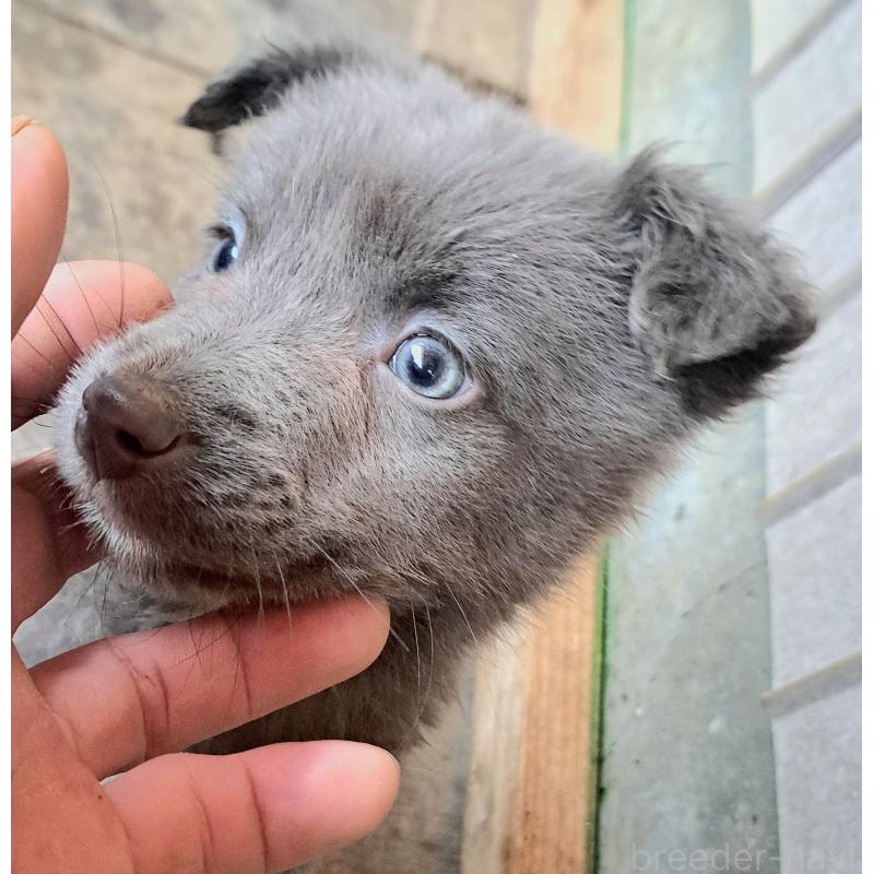 販売中の千葉県のミックス犬-445448の5枚目