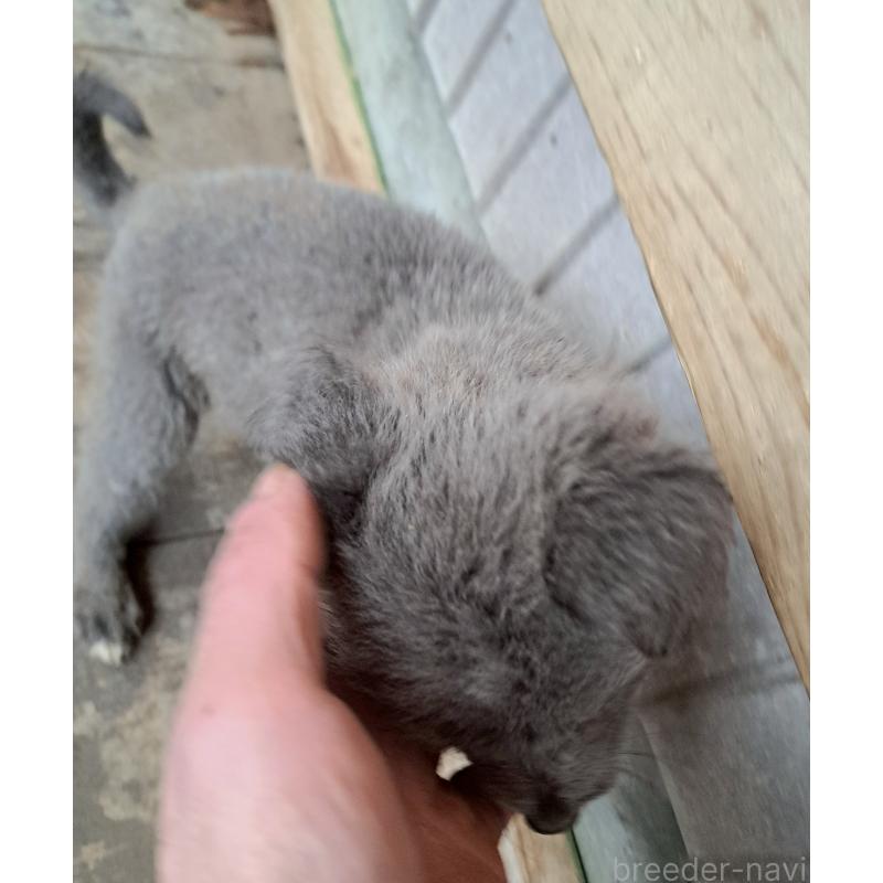 販売中の千葉県のミックス犬-445448の4枚目