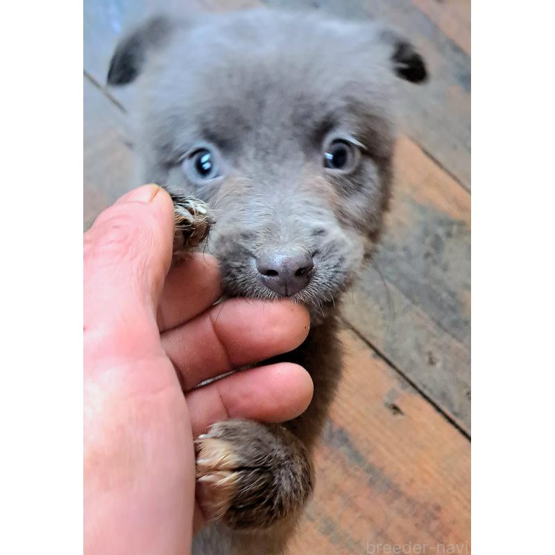 販売中の千葉県のミックス犬-445448の3枚目