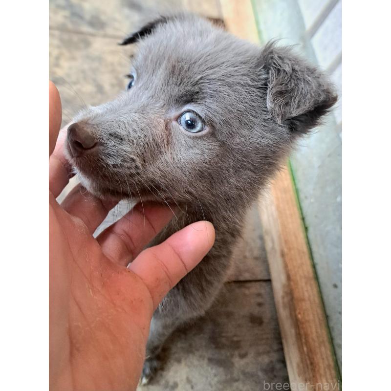 販売中の千葉県のミックス犬-445448の2枚目