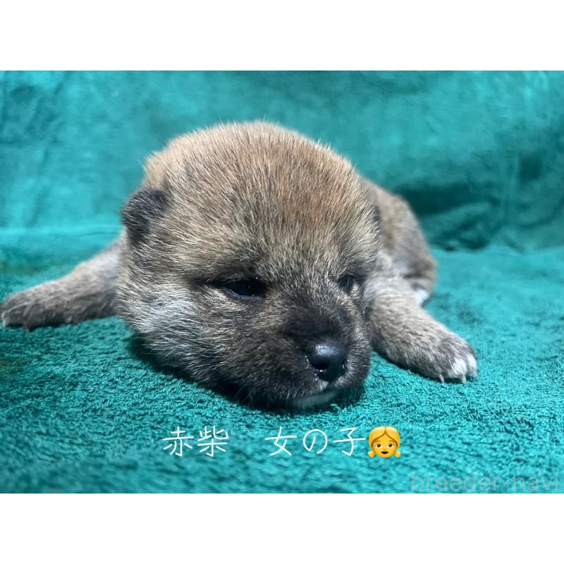 販売中の栃木県の柴犬-445474の2枚目