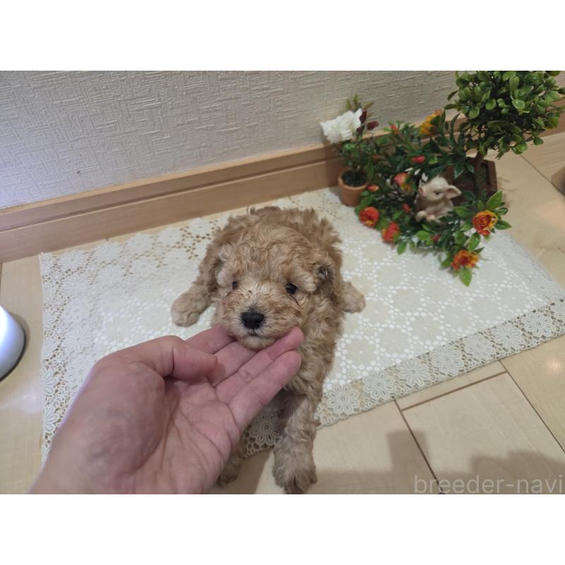 販売中の広島県のタイニープードル-445449の1枚目