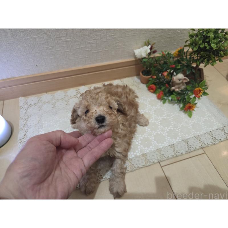 販売中の広島県のタイニープードル-445449の8枚目
