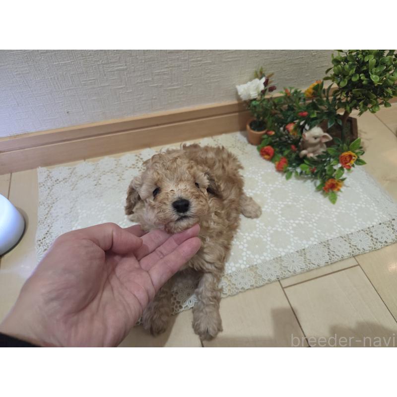 販売中の広島県のタイニープードル-445449の7枚目
