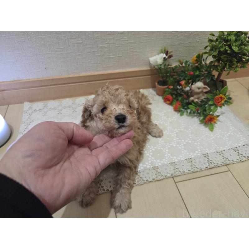 販売中の広島県のタイニープードル-445449の5枚目
