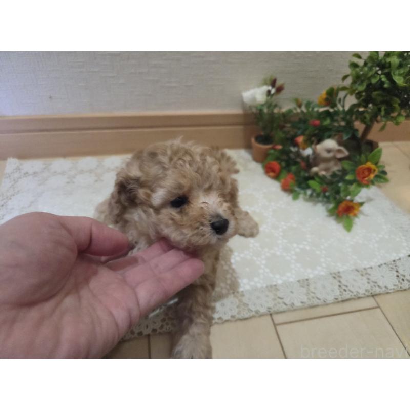 販売中の広島県のタイニープードル-445449の4枚目