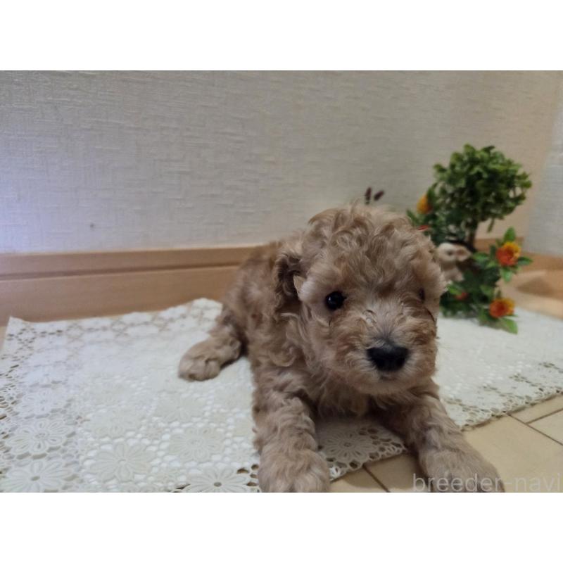 販売中の広島県のタイニープードル-445449の3枚目