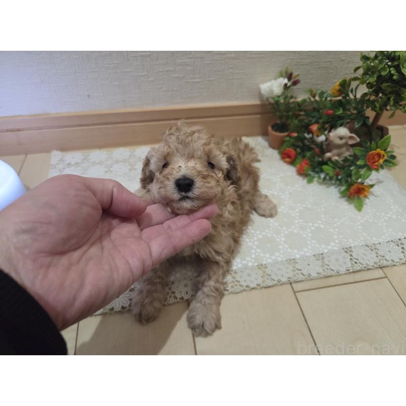 販売中の広島県のタイニープードル-445449の2枚目
