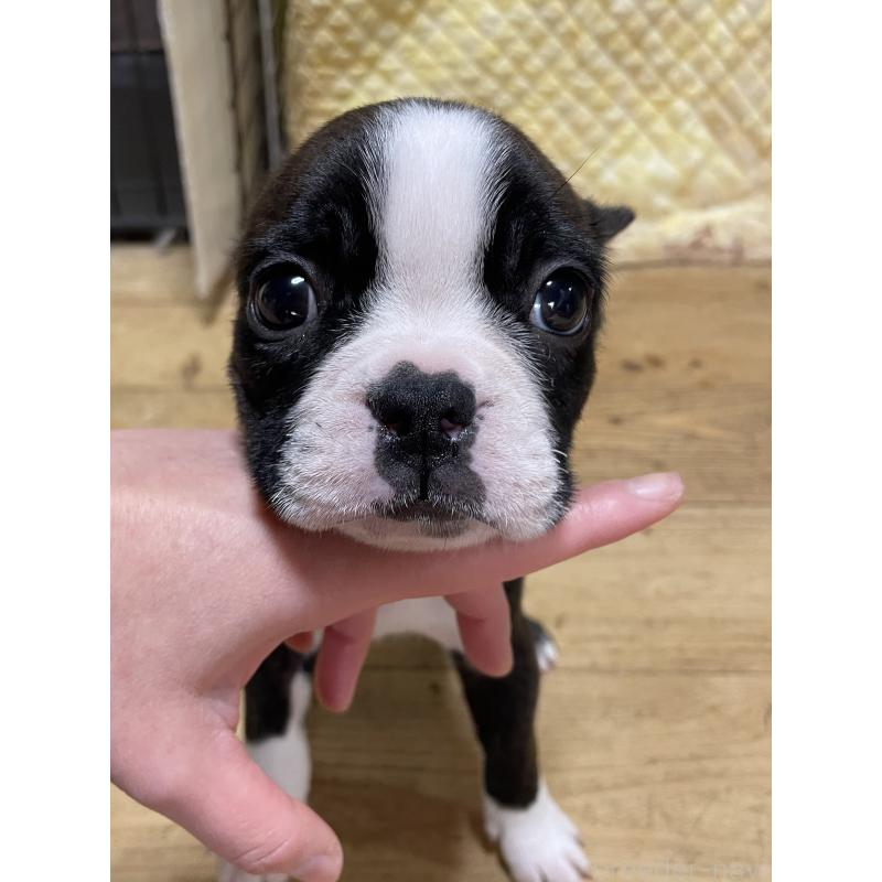 販売中の静岡県のボストンテリア-445451の2枚目