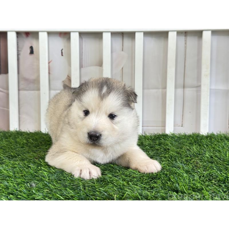 販売中の茨城県のアラスカンマラミュート-445452の5枚目