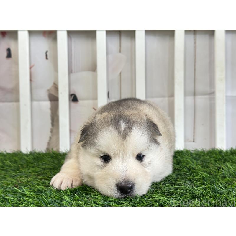 販売中の茨城県のアラスカンマラミュート-445452の4枚目