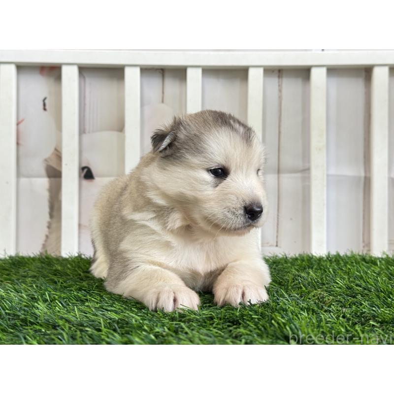 販売中の茨城県のアラスカンマラミュート-445452の3枚目