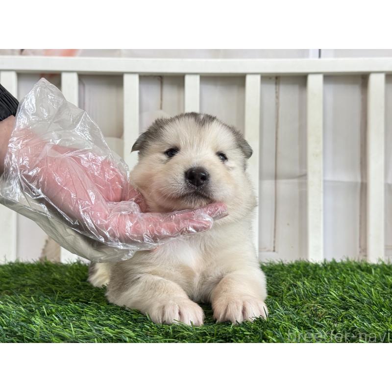 販売中の茨城県のアラスカンマラミュート-445452の2枚目